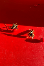 Bee Enamel Cufflinks